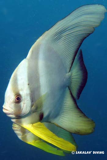 platax orbicularis Nosy Be